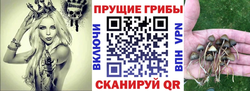 это наркотические препараты  где купить наркоту  Ефремов  Галлюциногенные грибы Psilocybe 